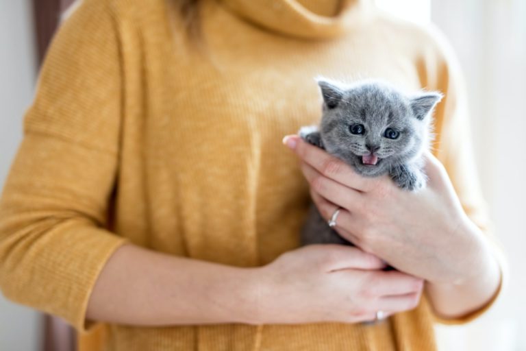 baby-cat-held-by-a-woman-.jpg